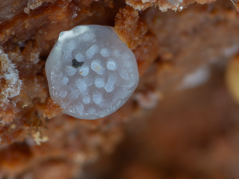 Pseudohydnum gelatinosum